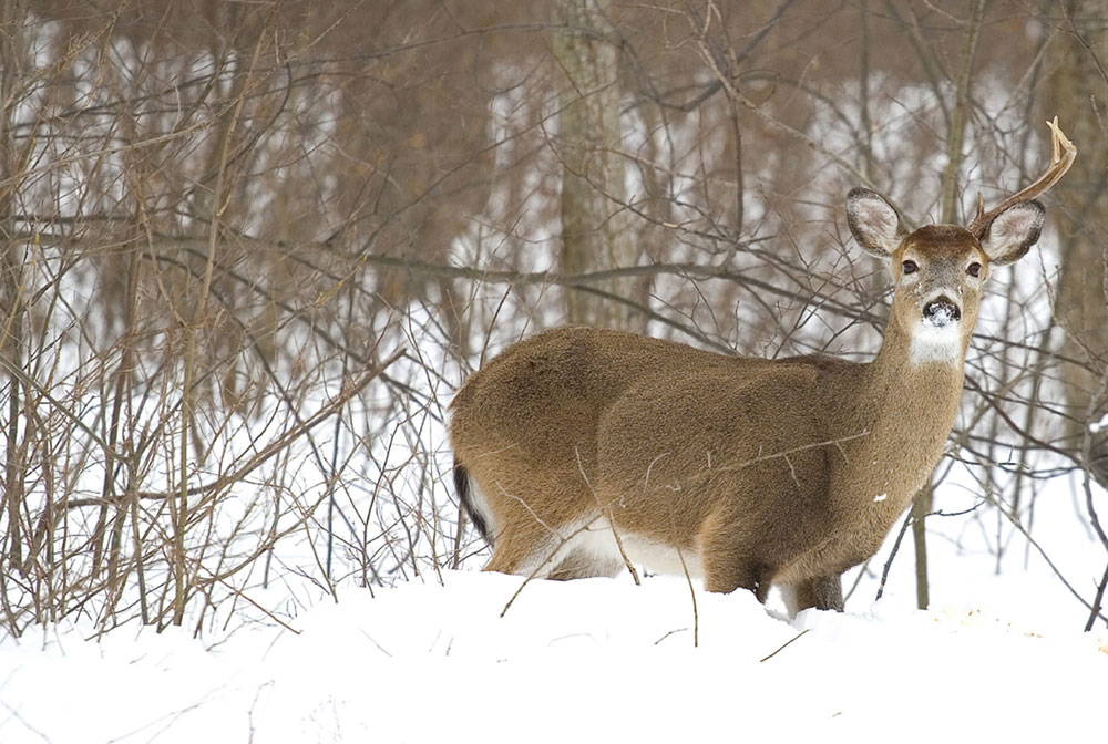 deer dropping antlers