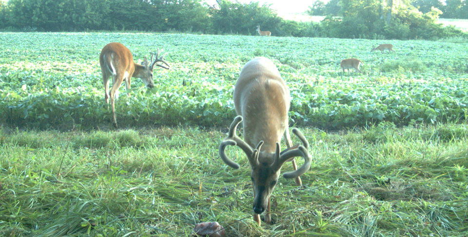 antler restrictions