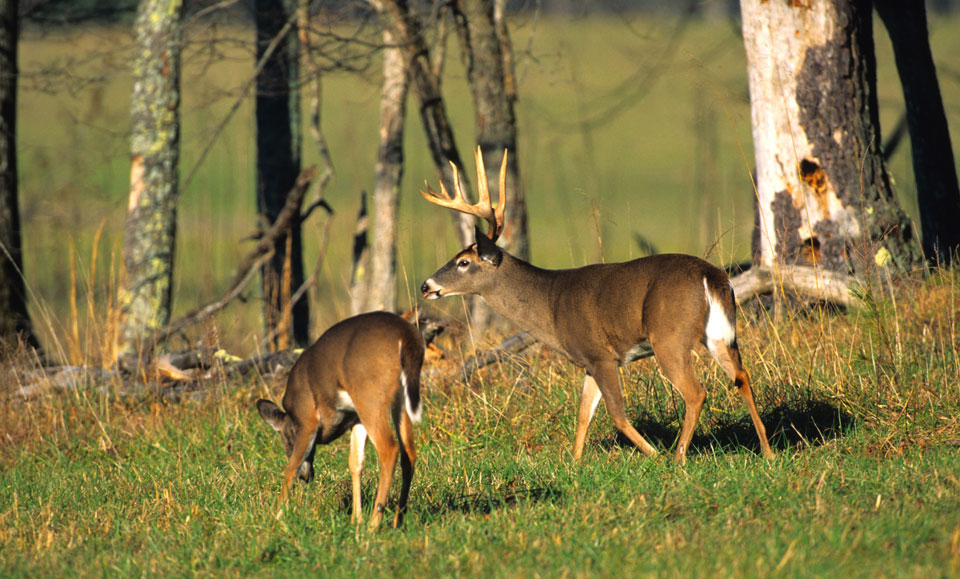 antler restrictions