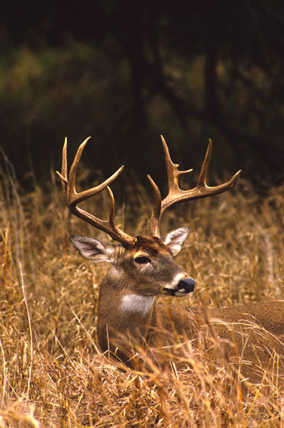 antler restrictions