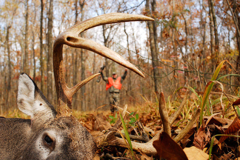 antler restrictions