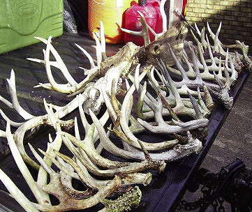 shed antlers