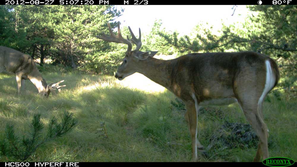 antlered deer on game camera