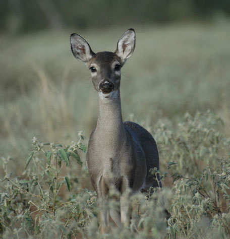 antlerless deer