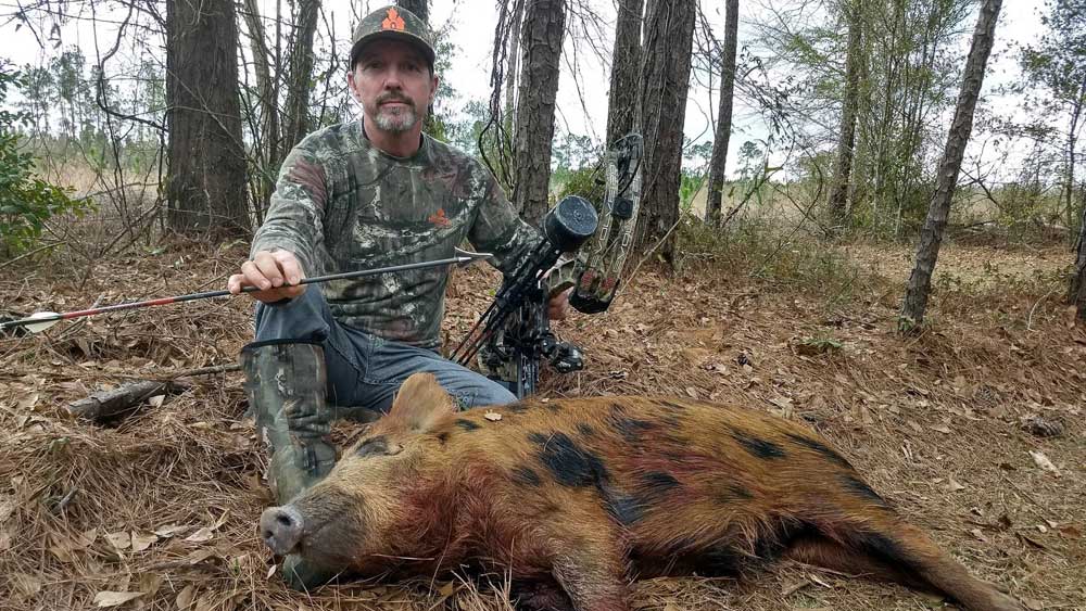 bowhunting hogs