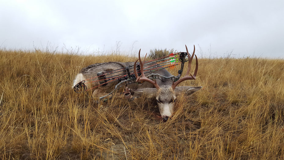 archery mule deer buck