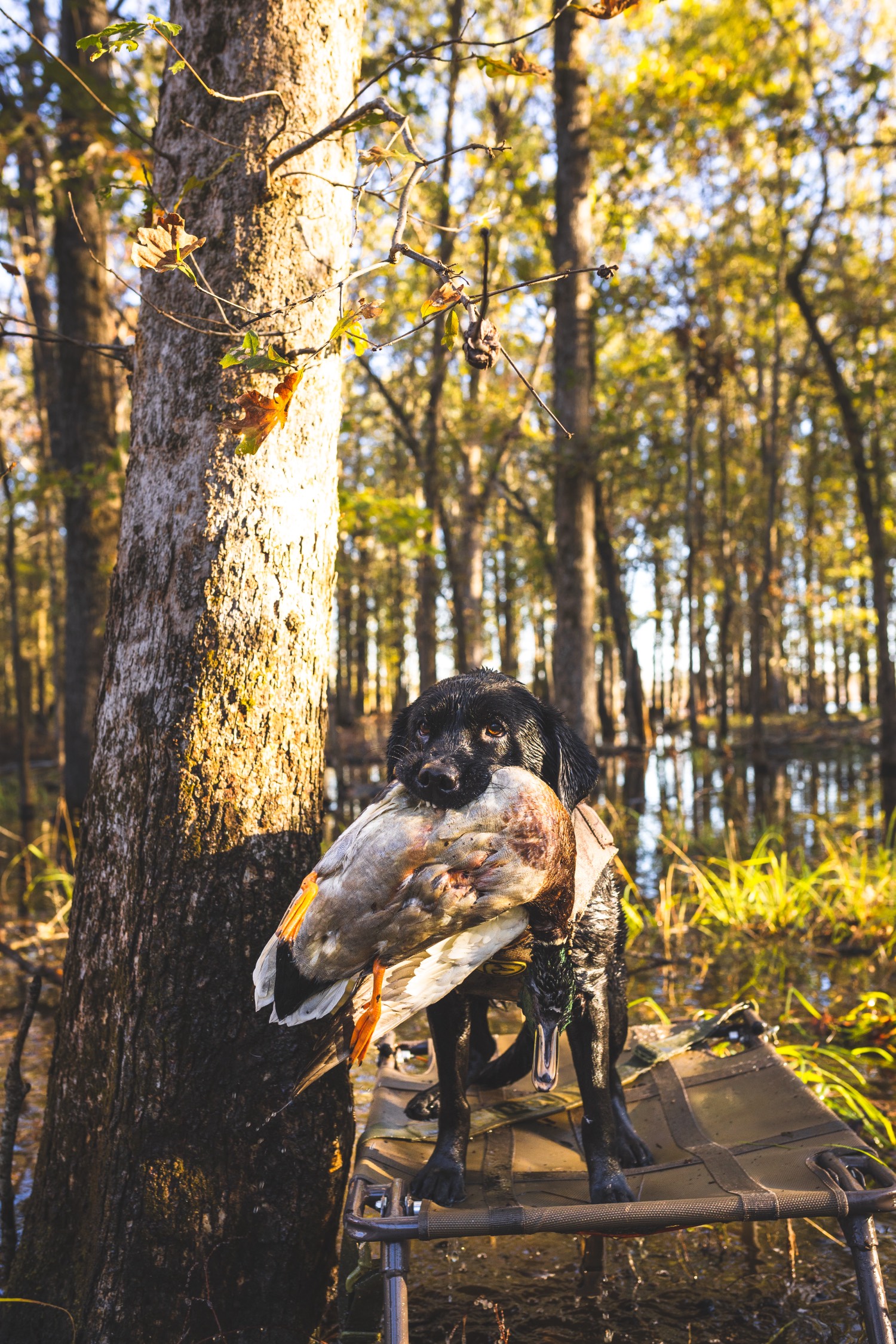 black lab holds a duck in his mouth