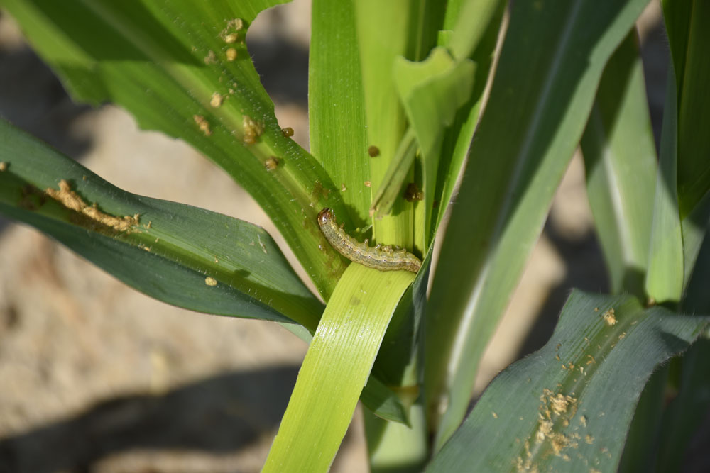 armyworm corn