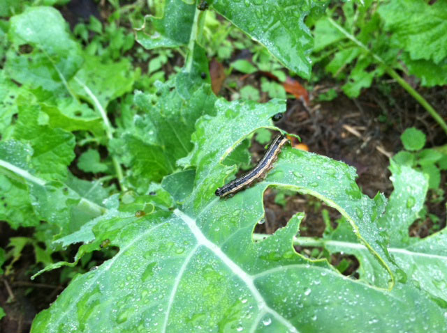 armyworm