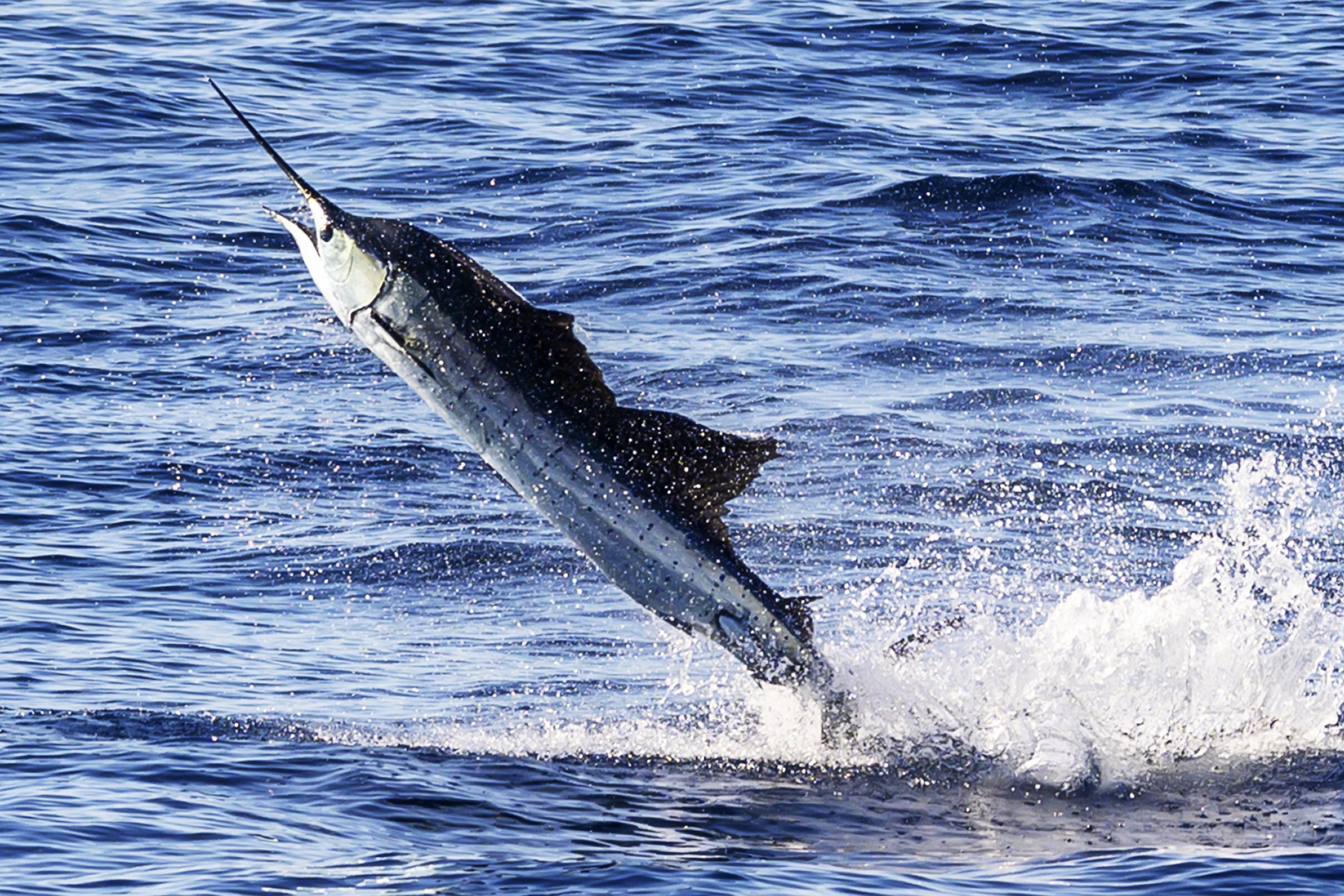 sailfish leaps through the air