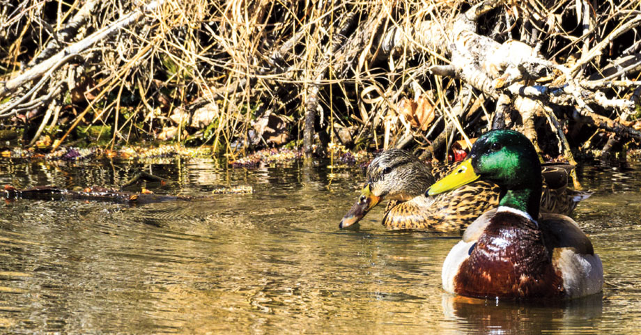 ducks on pond