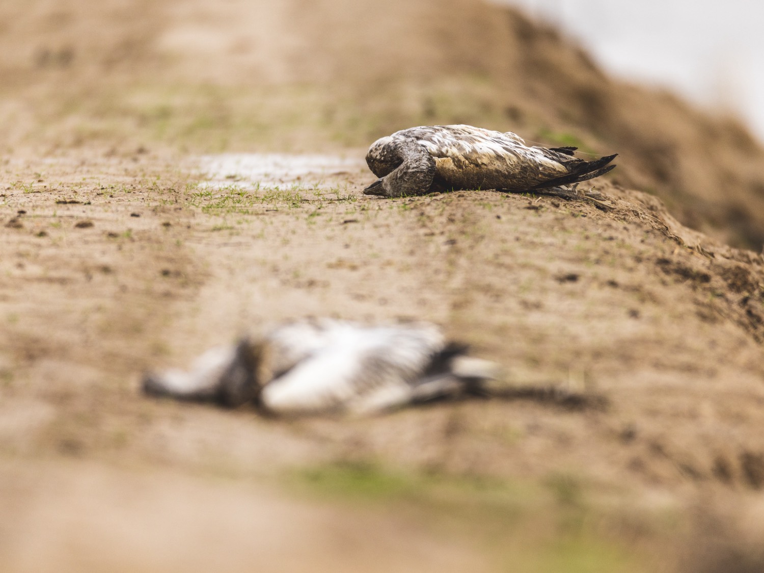 avian influenza dead ducks