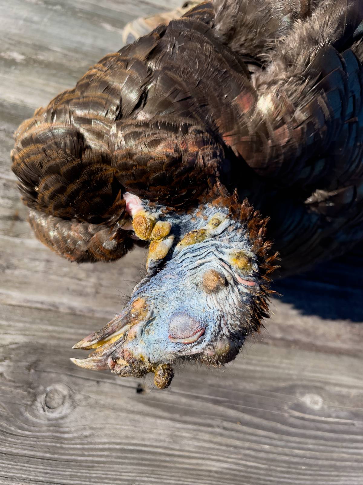 avian pox