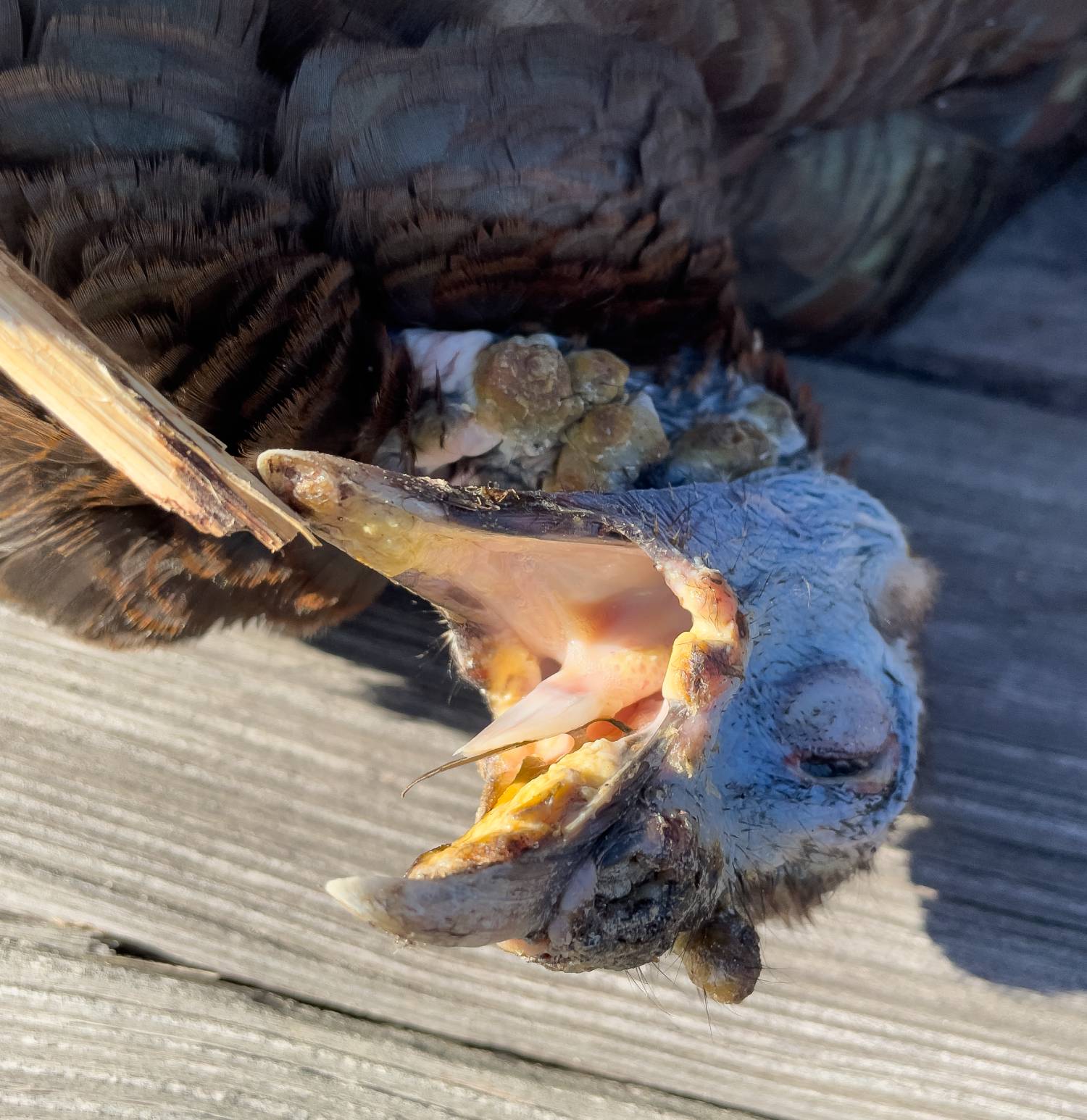 avian pox