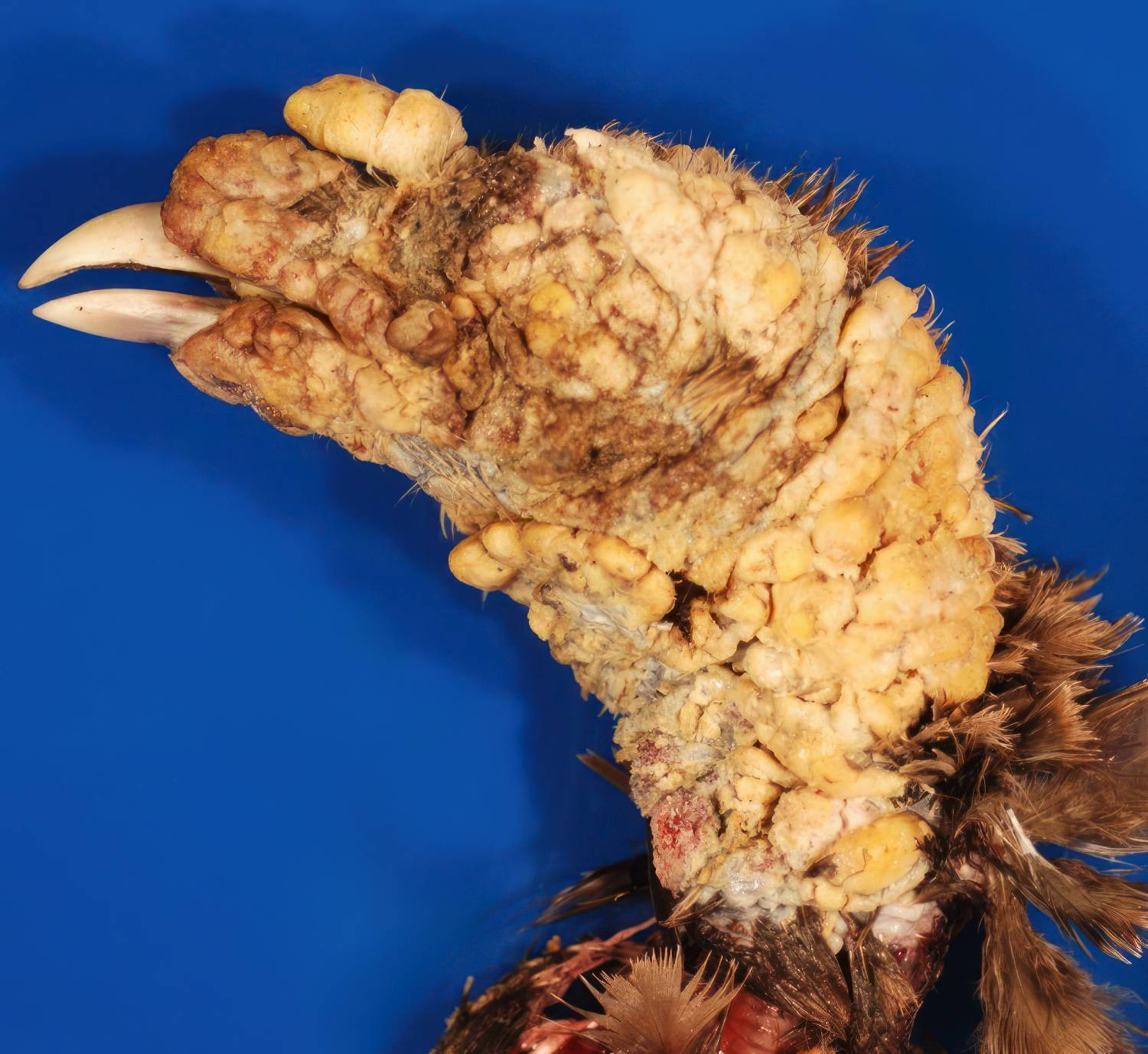 avian pox