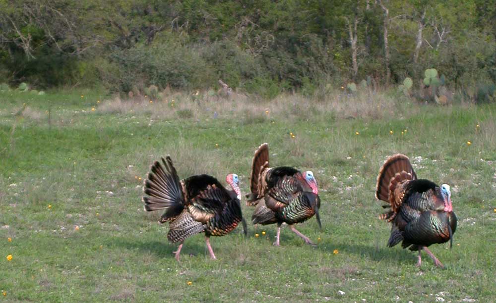 badlands gobblers