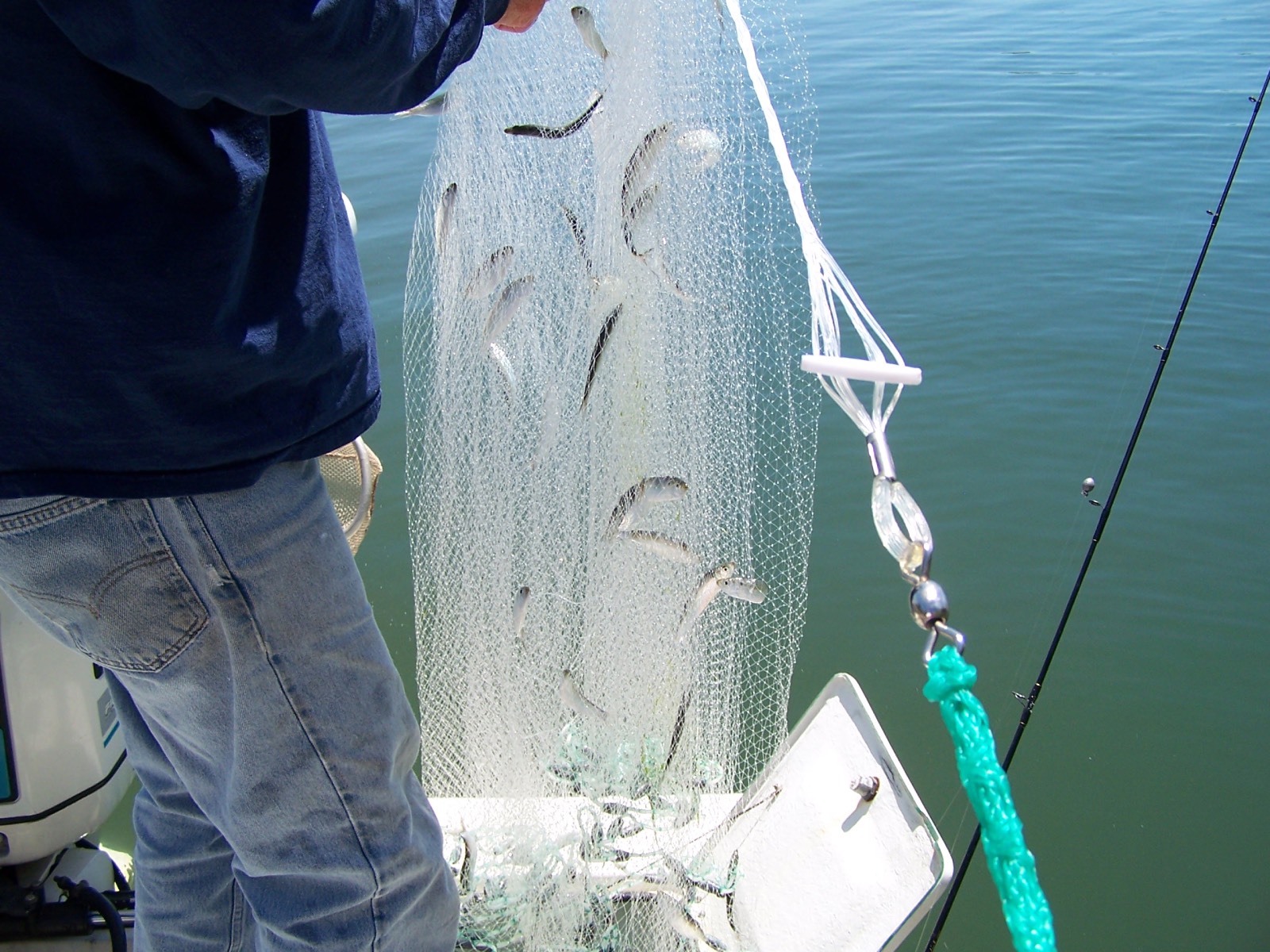 baitfish in net