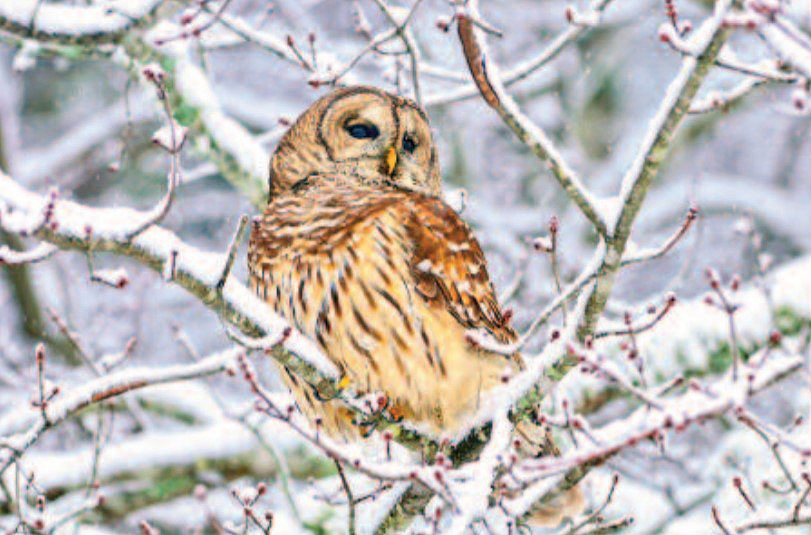 barred owl