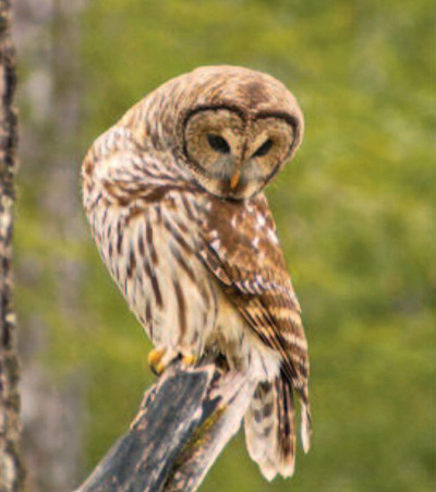 barred owl