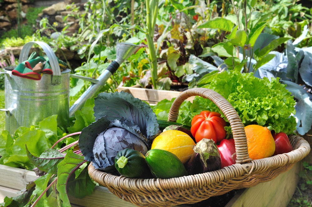 basket of vegetables