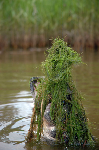 bass caught in grass