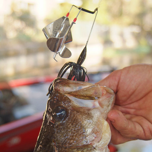 Buzzbait for Catching Bass