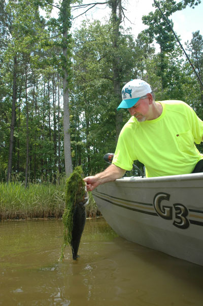 bass in grass