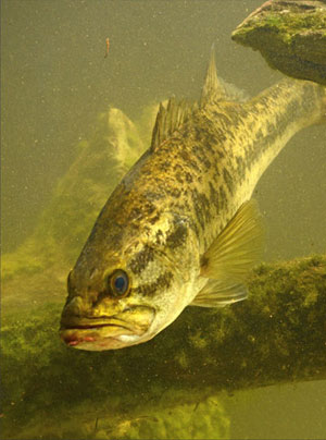 bass under water