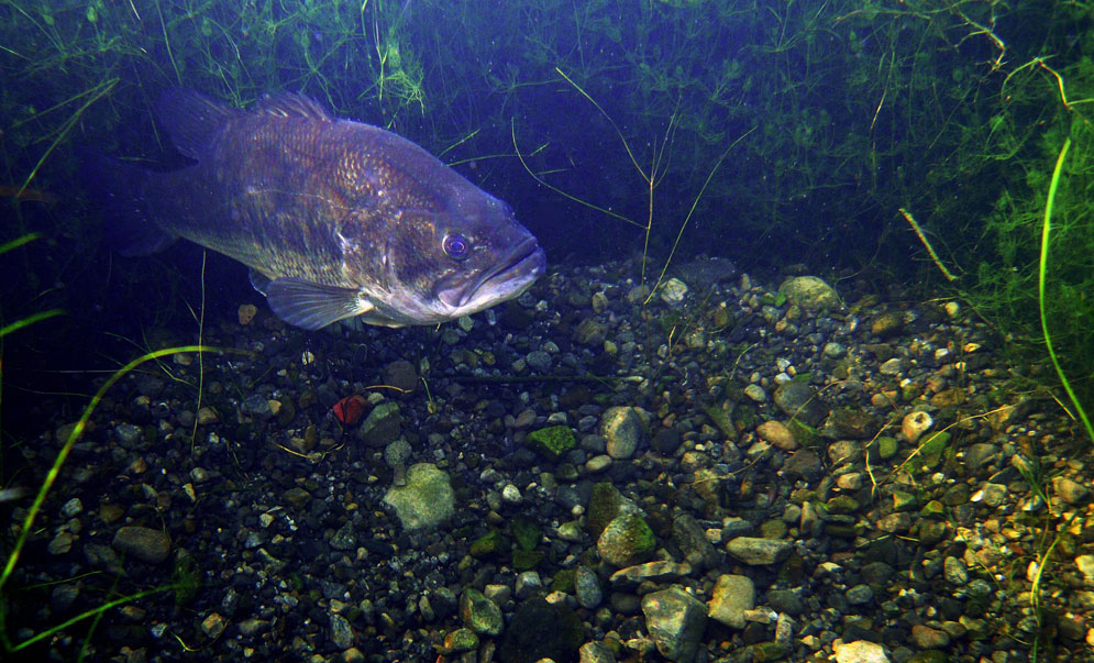 bass under water