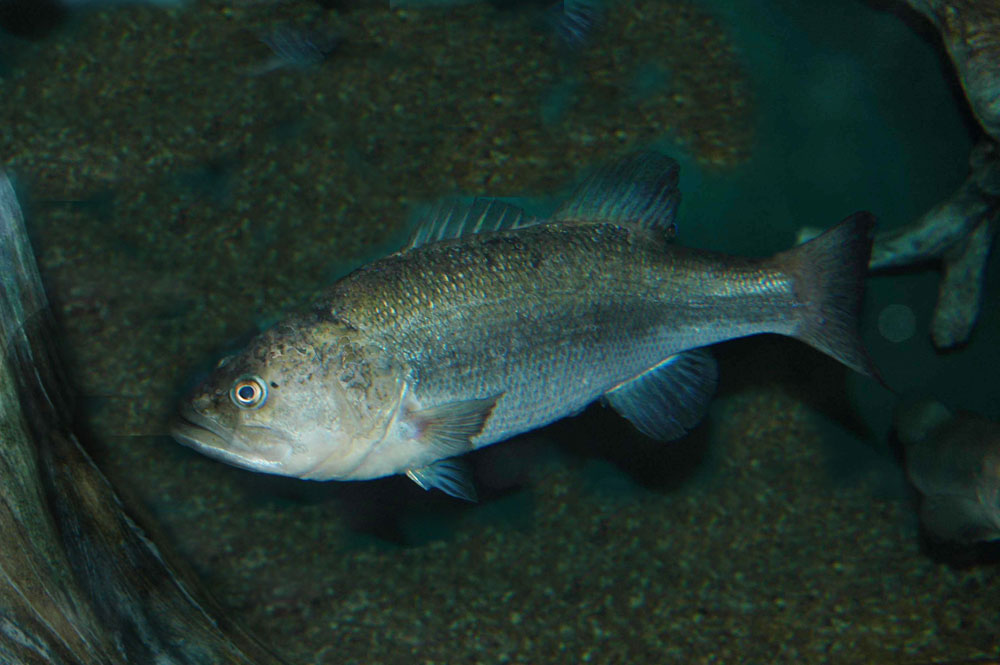 bass under water