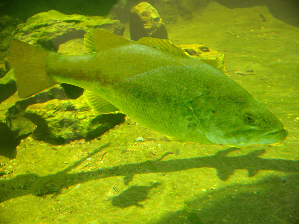 bass under water