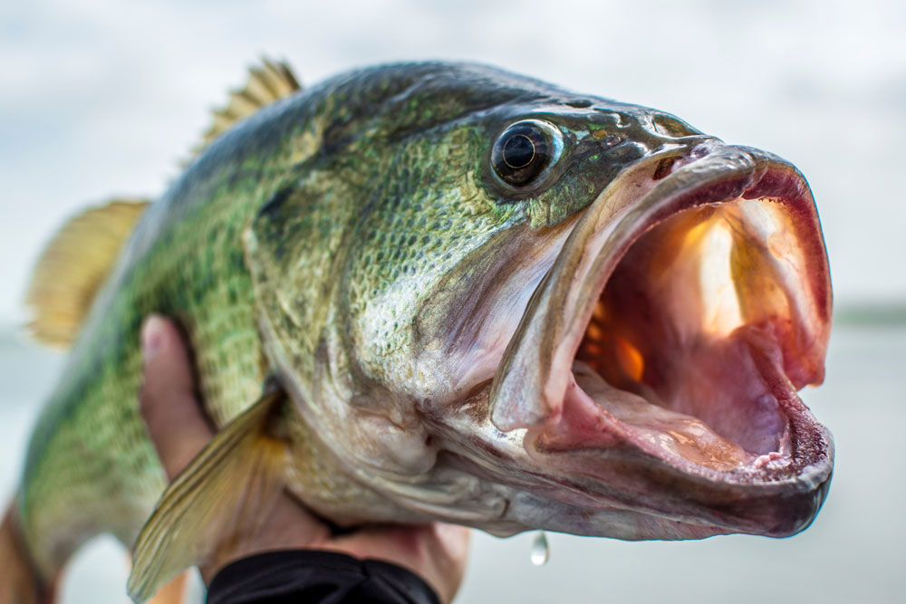 An Expert Guide to Winter Bass Fishing