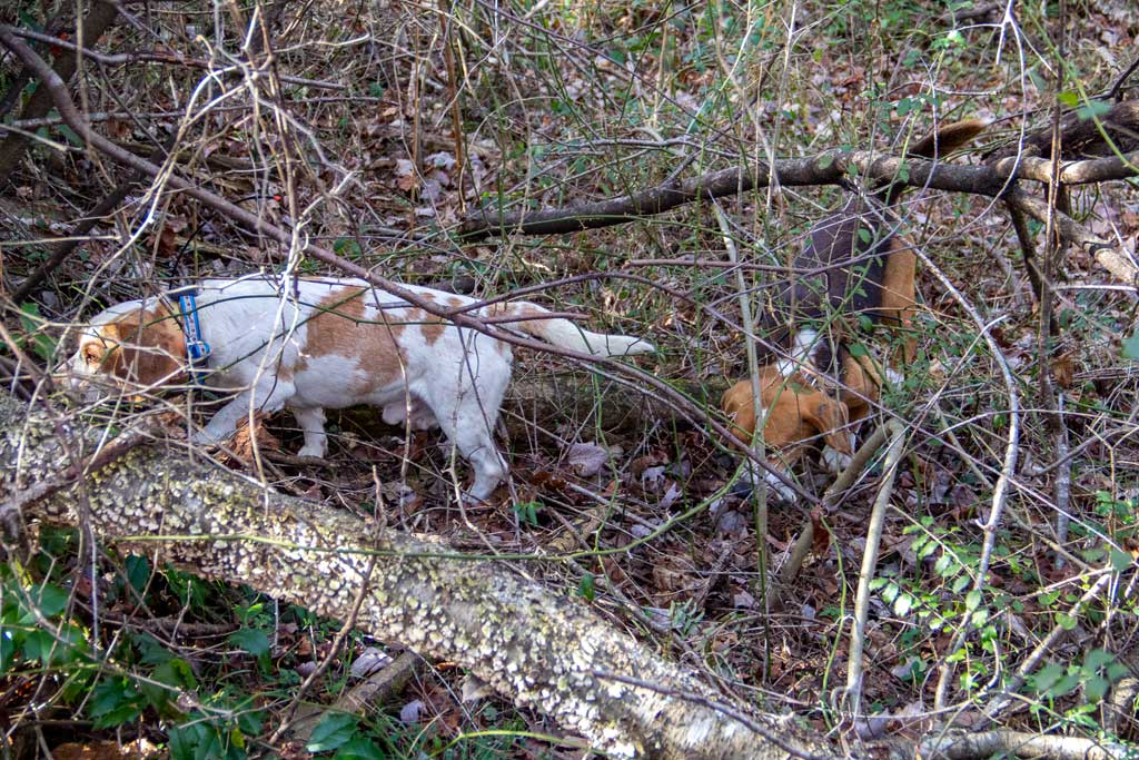 beagles hunting rabbits