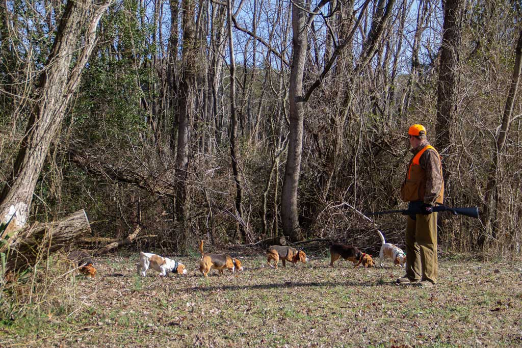 beagles trailing rabbit