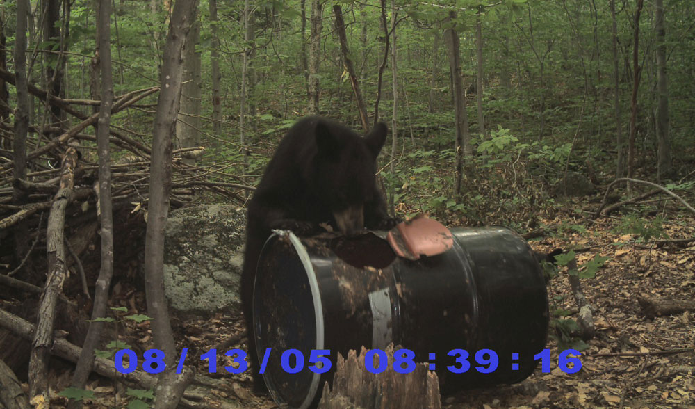 Bear at bait site