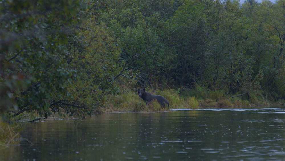 bear on river bank