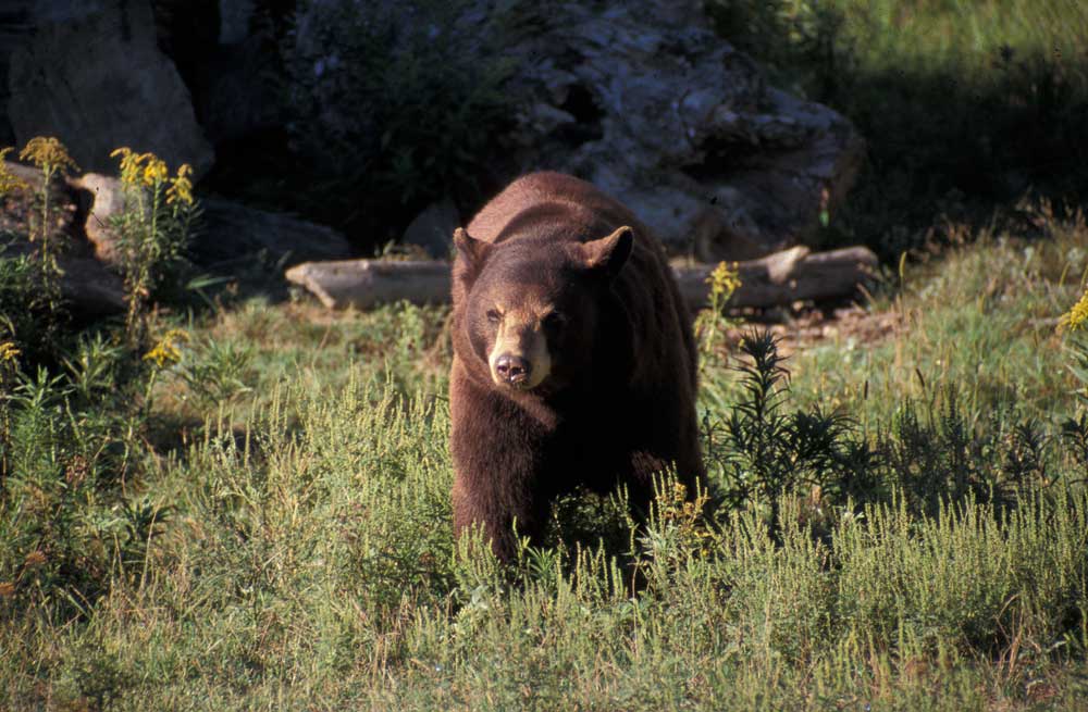 brown bear