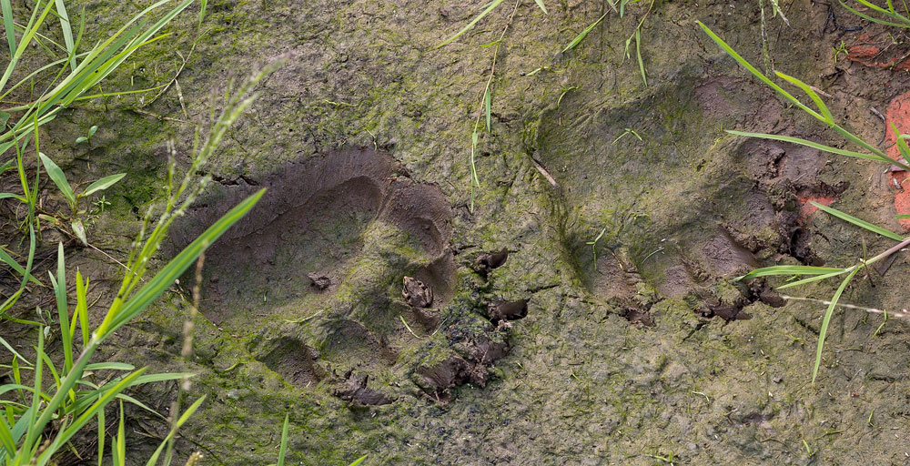 bear tracks