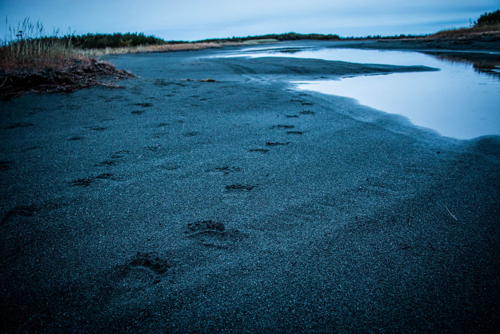 bear tracks