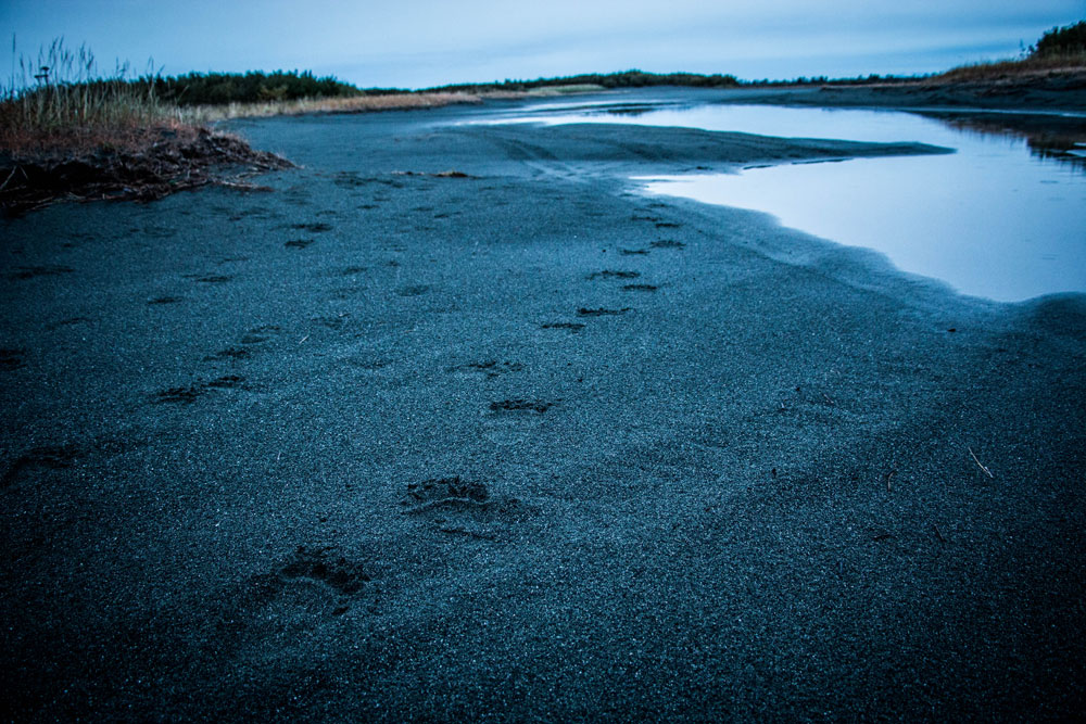 bear tracks on beach