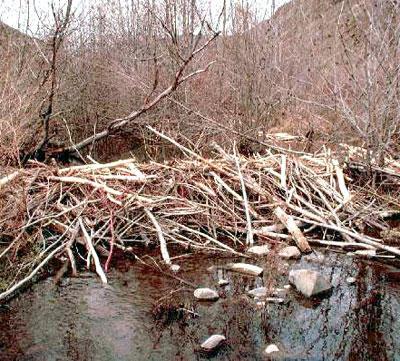 beaver dam