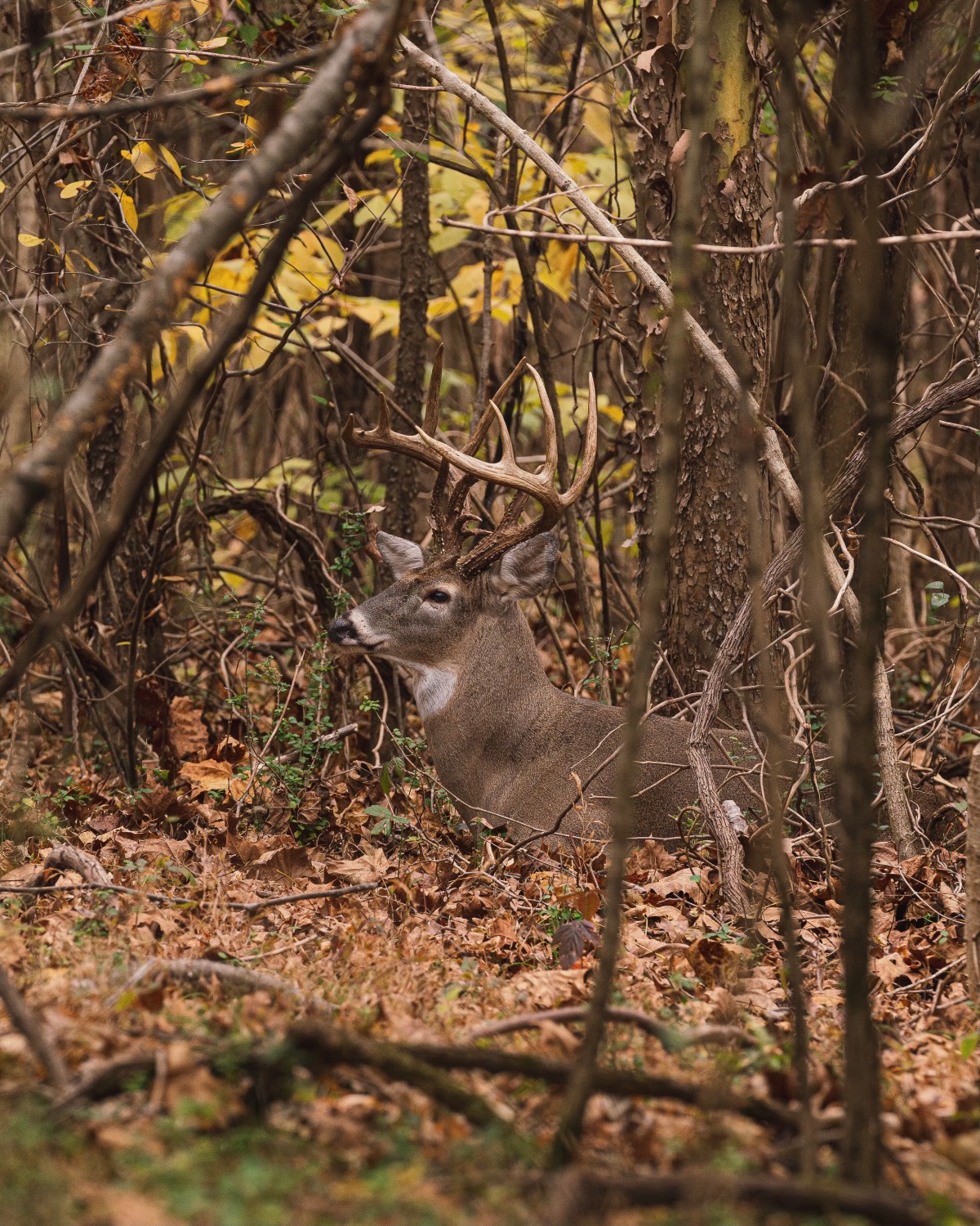 bedded down buck