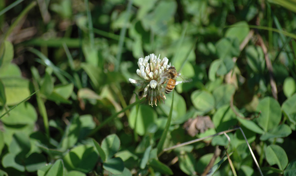 bee on clover