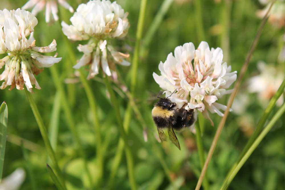 bee on clover