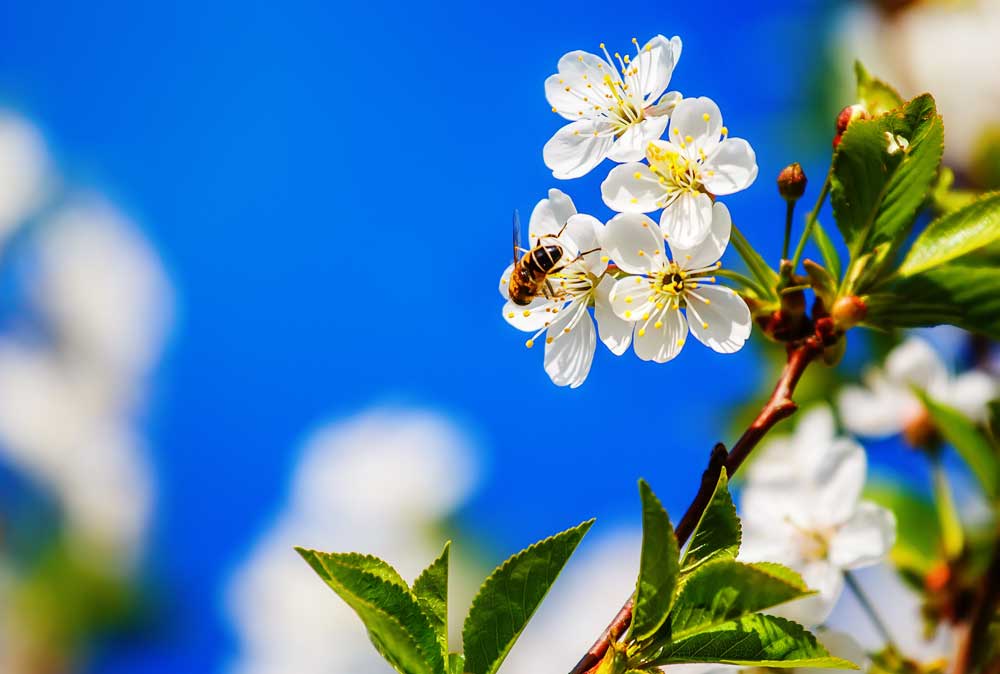 bee on flower