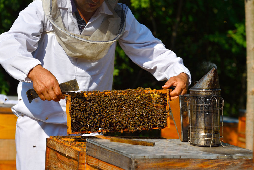 beekeeper