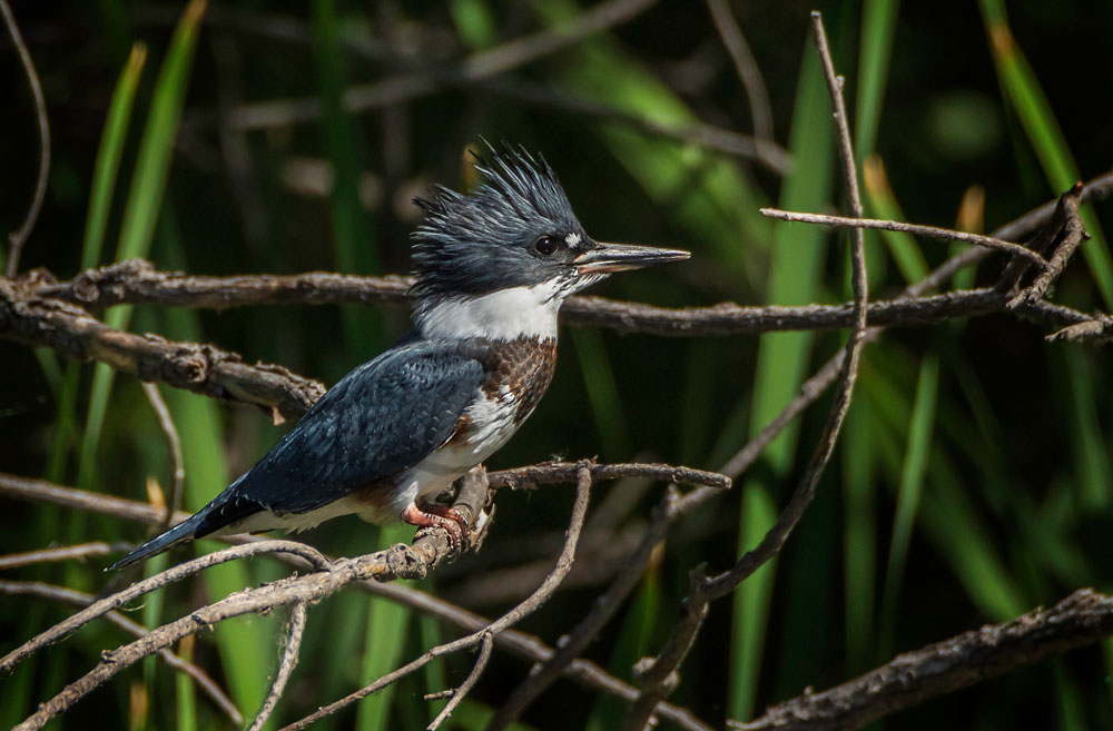 belted kingfisher