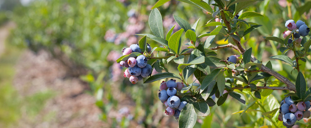 blueberries