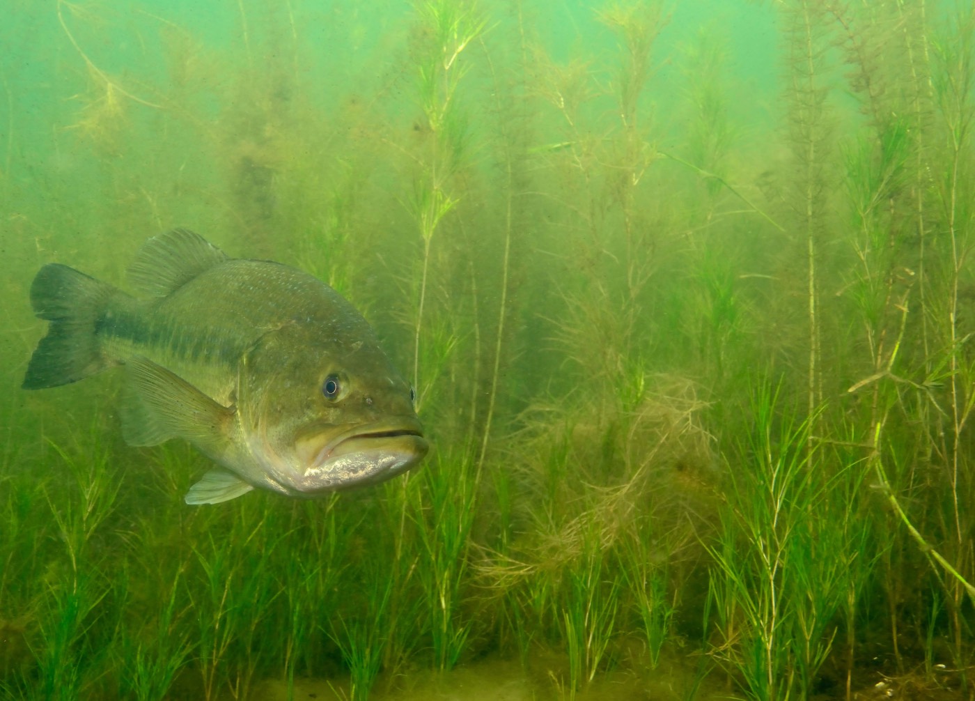 big bass underwater