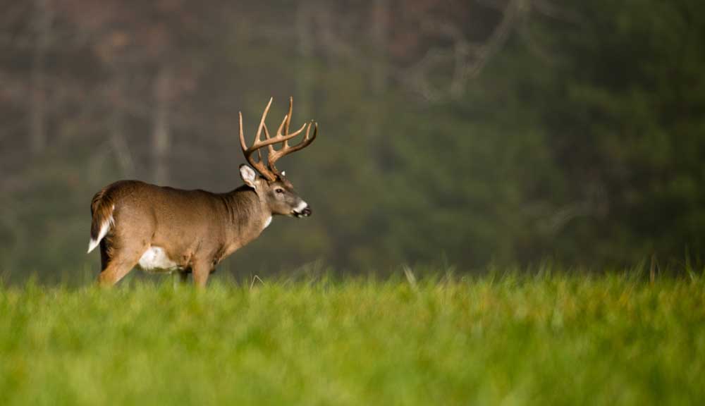 big buck